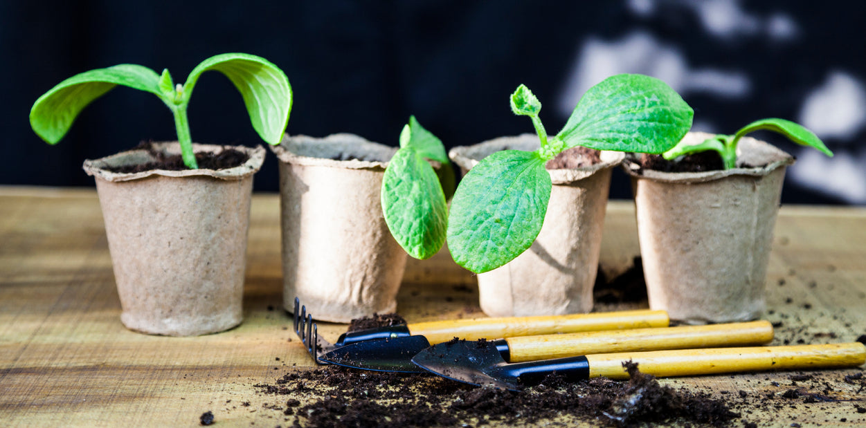 What is biodegradable mean?